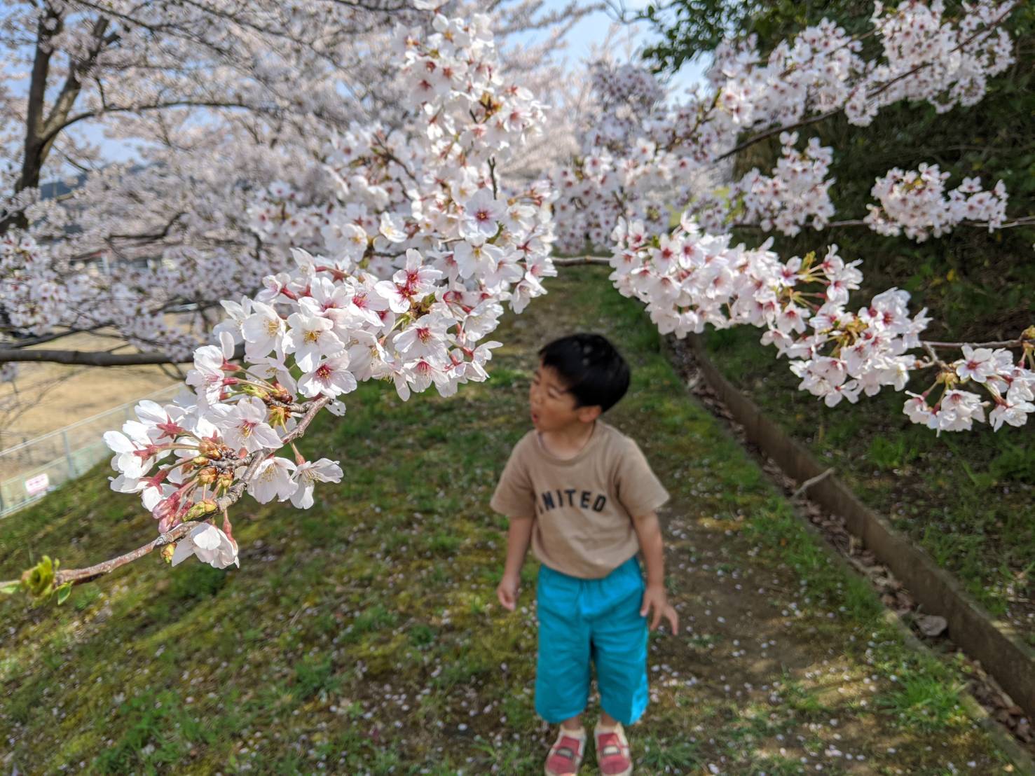三月ですねぇ!!!桜ですねぇ!!!
