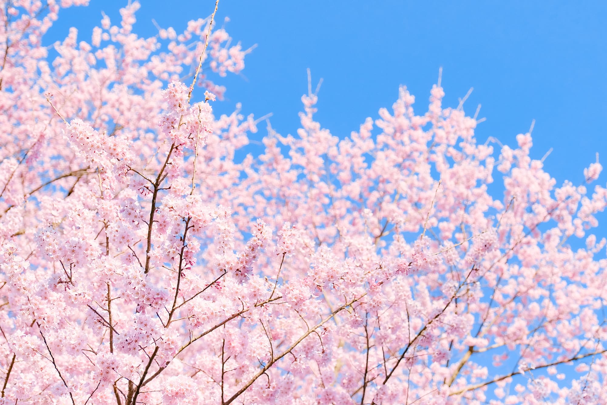 さくら🌸さくら🌸