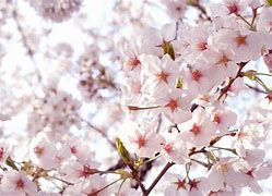 お花見